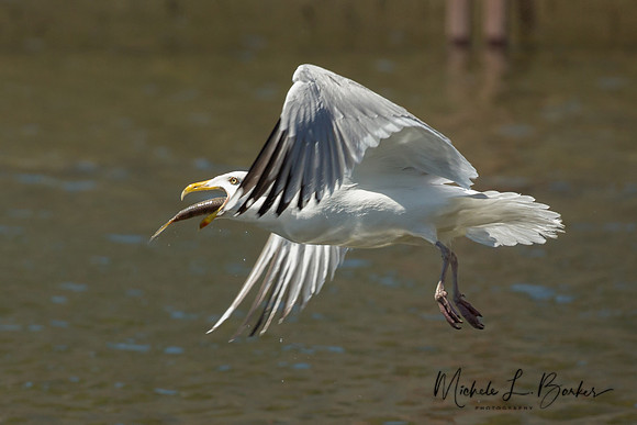 Herring Gull with Alewife Fish
