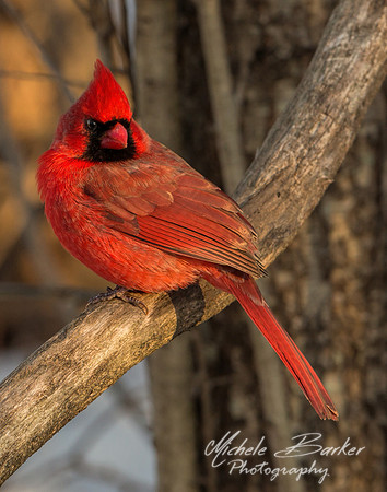 Male Cardinal