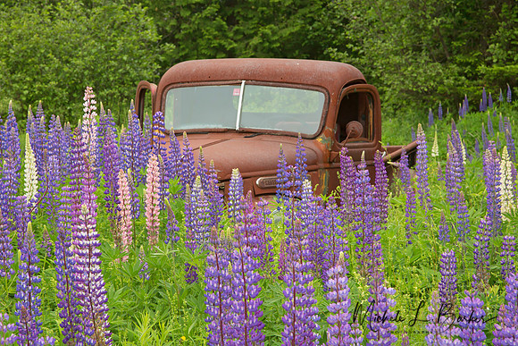 Old Truck in a patch of Lupine
