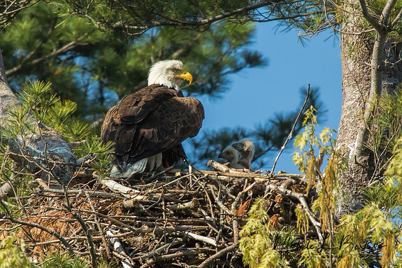 Bald Eagle in nest with chicks