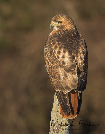 Red Tail Hawk