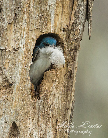 Tree Swallow