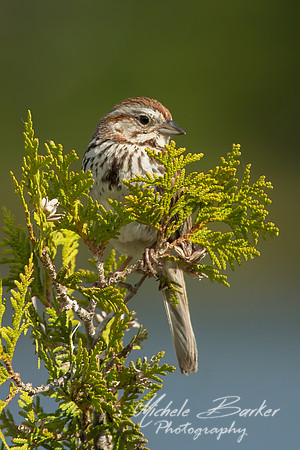 Song Sparrow