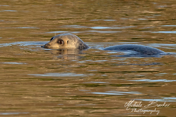 Harbor Seal