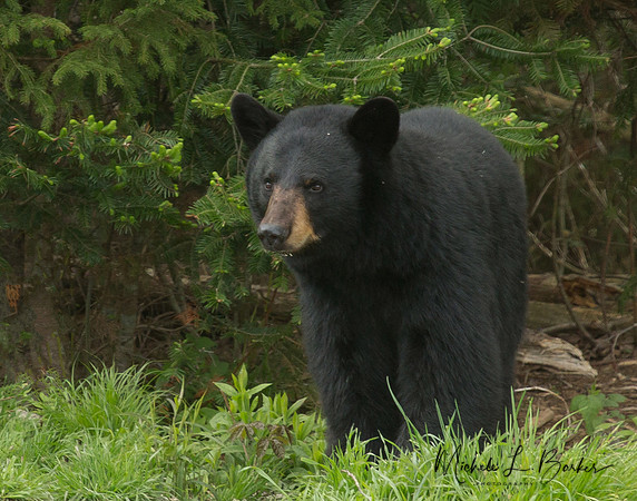 Black Bear