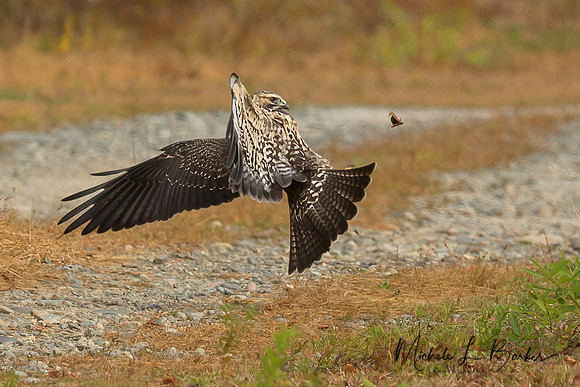 Swainson's Hawk