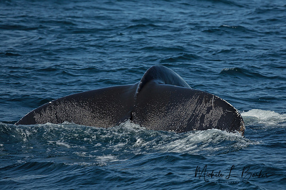 Humpback Whale Tale