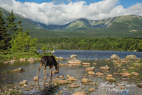 Young Bull Moose