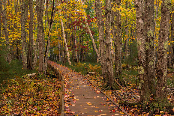 Jesup Path