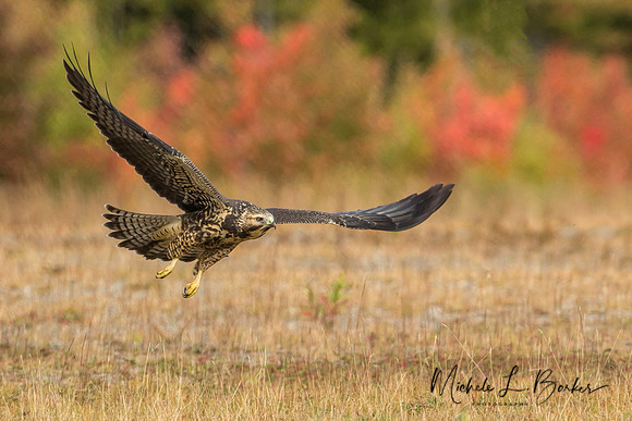 Swainson's Hawk