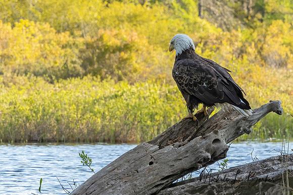 Bald Eagle