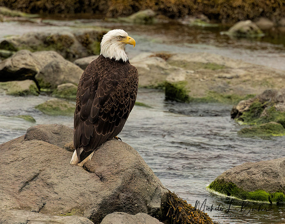 Bald Eagle