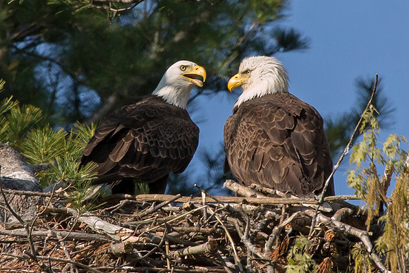 Bald Eagles tending nest