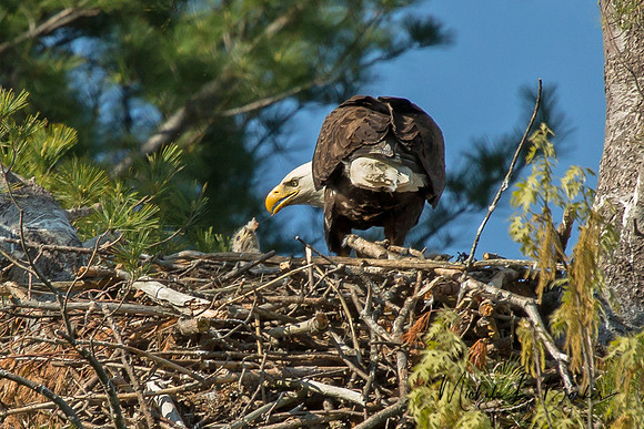 Bald Eagle feeding chick