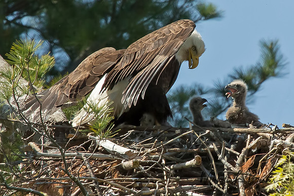 Bald Eagle in nest with chicks