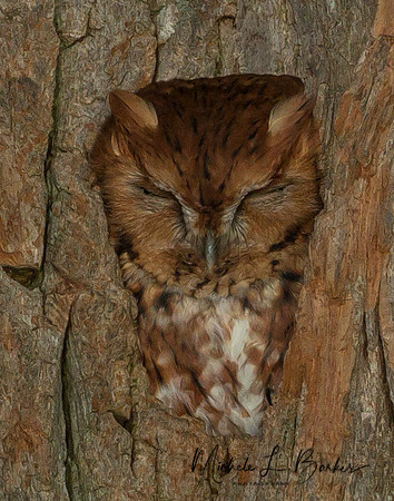 Eastern Red Screech Owl