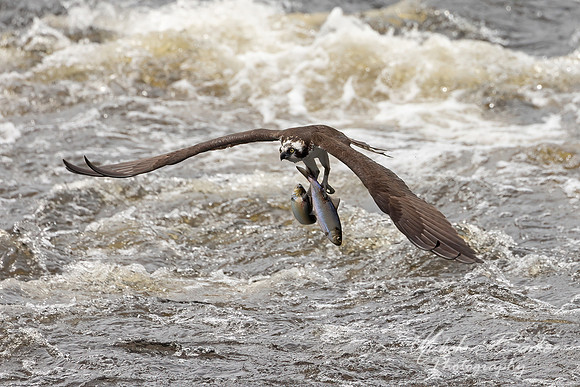 Osprey with two Alewife fish