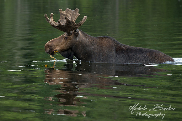 Bull Moose