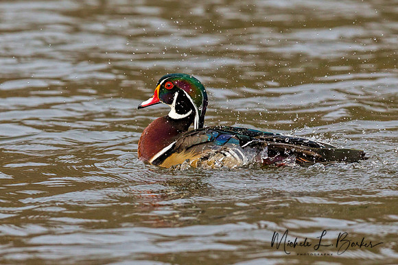 Male Wood Duck