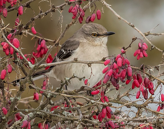 Mockingbird