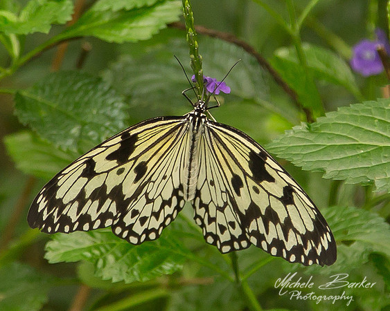 Rice Paper Butterfly