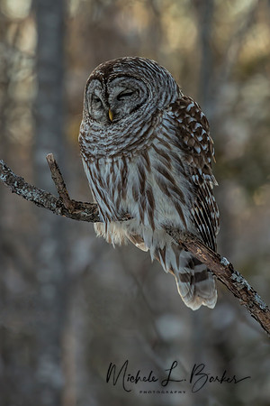 Barred Owl