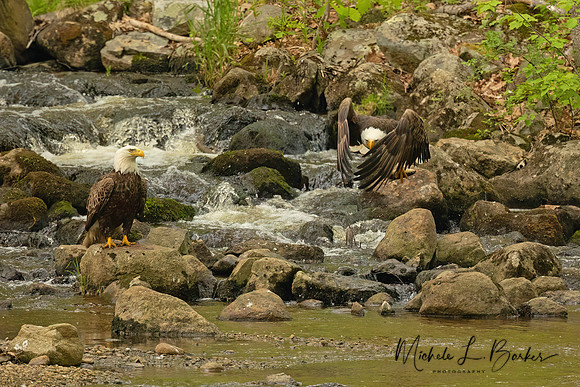 Bald Eagles