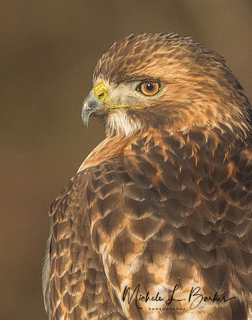 Red Tail Hawk