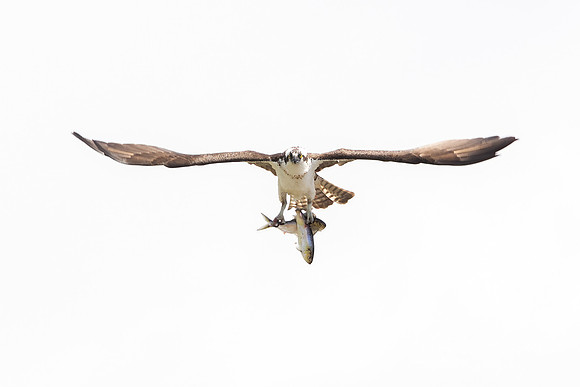 Osprey with 2 fish