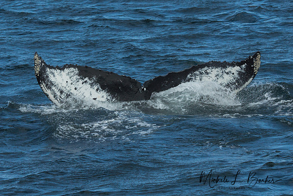 Humpback Whale Tale