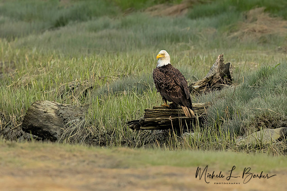 Bald Eagle