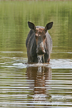 Cow Moose