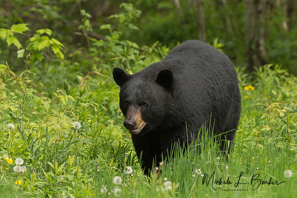 Black Bear