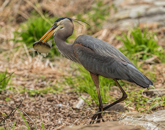 Blue Heron with Alewife Fish