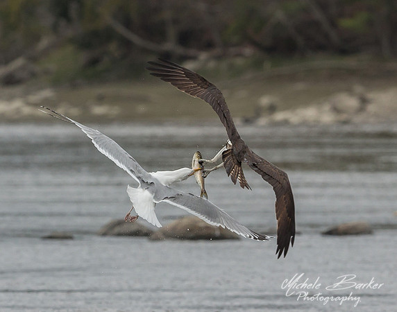 Seagull chasing Osprey with Alewife fish