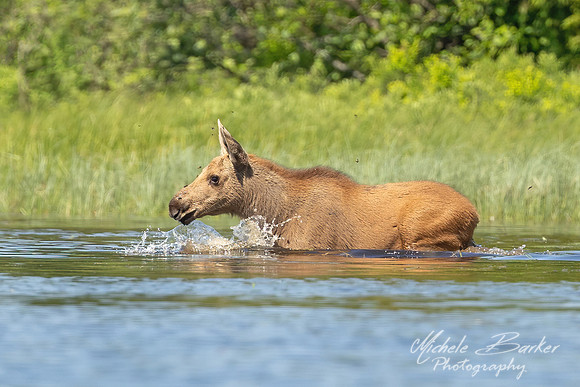 Moose Calf