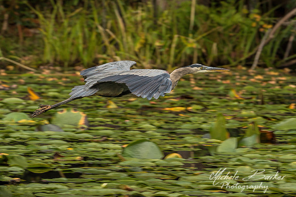 Blue Heron