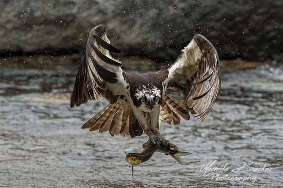 Osprey Fishing