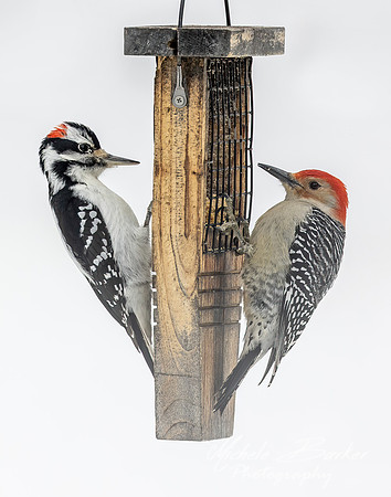Hairy and Red Bellied Woodpeckers