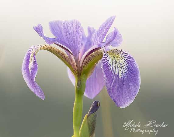 Purple Iris
