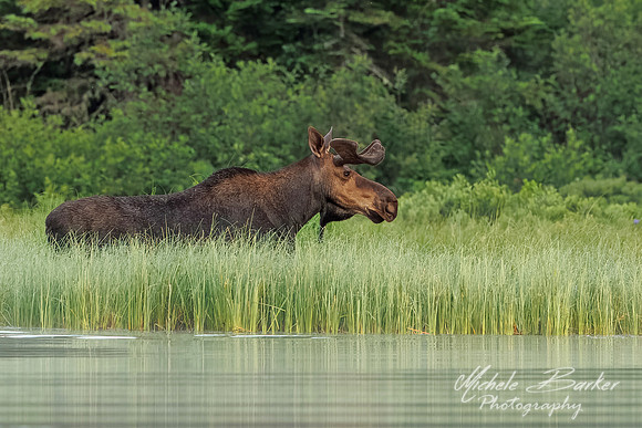 Bull Moose