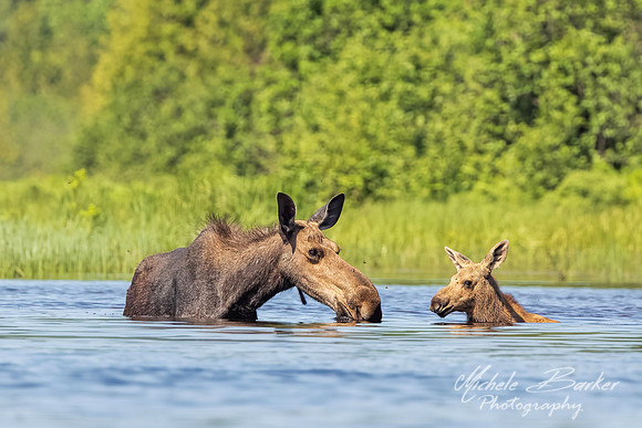 Cow and Calf