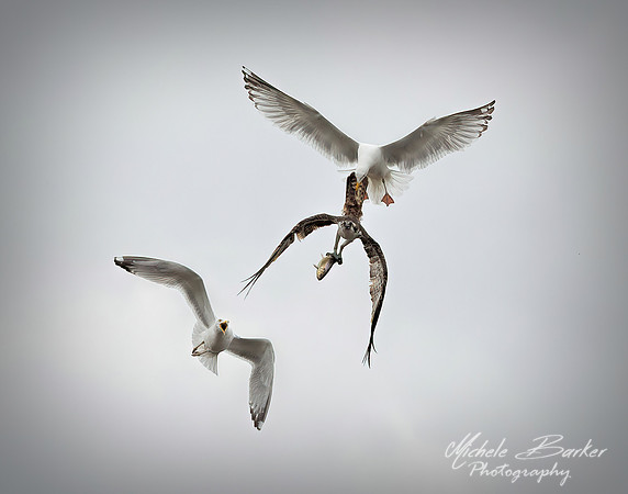 Seagulls chasing Osprey with Alewife fish