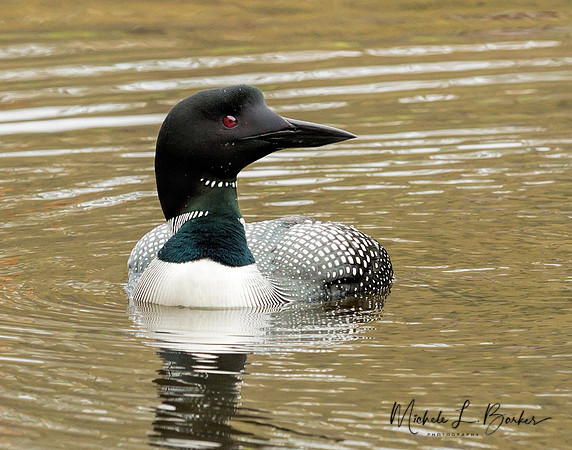 Loon