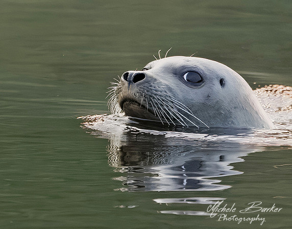 Harbor Seal