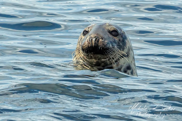 Harbor Seal