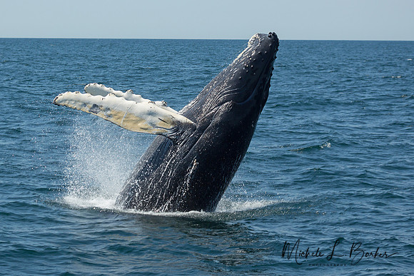 Humpback Whale Calf Breaching