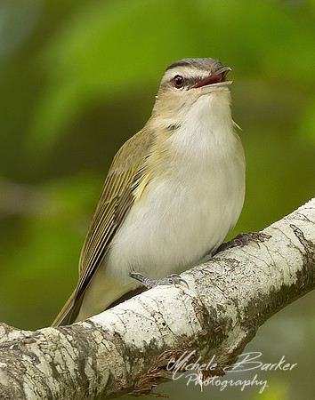 Red-eyed Vireo