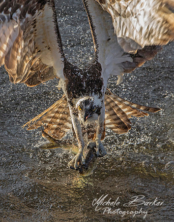 Osprey Fishing