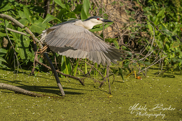 Black-crowned Night Heron
